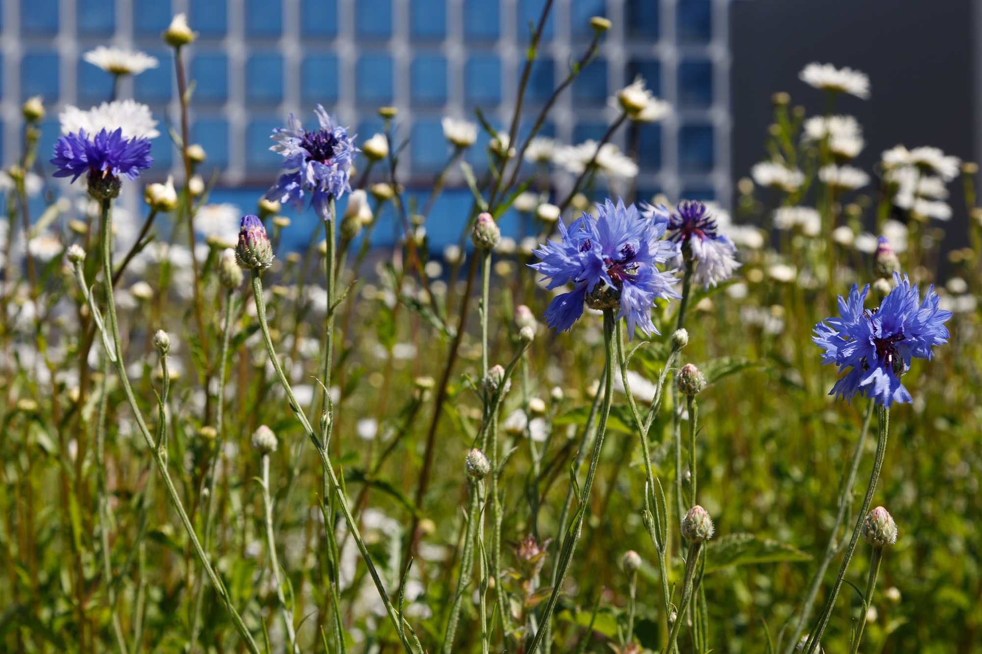 Safeguarding biodiversity